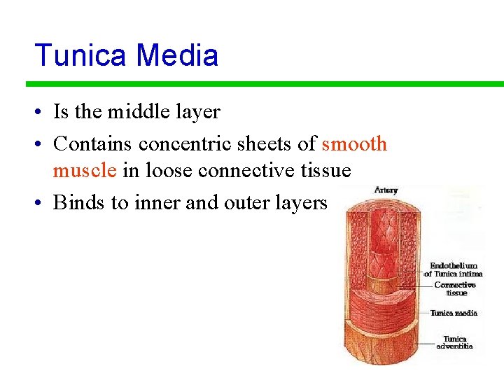 Tunica Media • Is the middle layer • Contains concentric sheets of smooth muscle