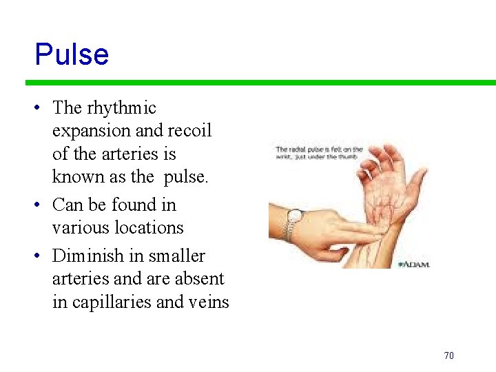 Pulse • The rhythmic expansion and recoil of the arteries is known as the