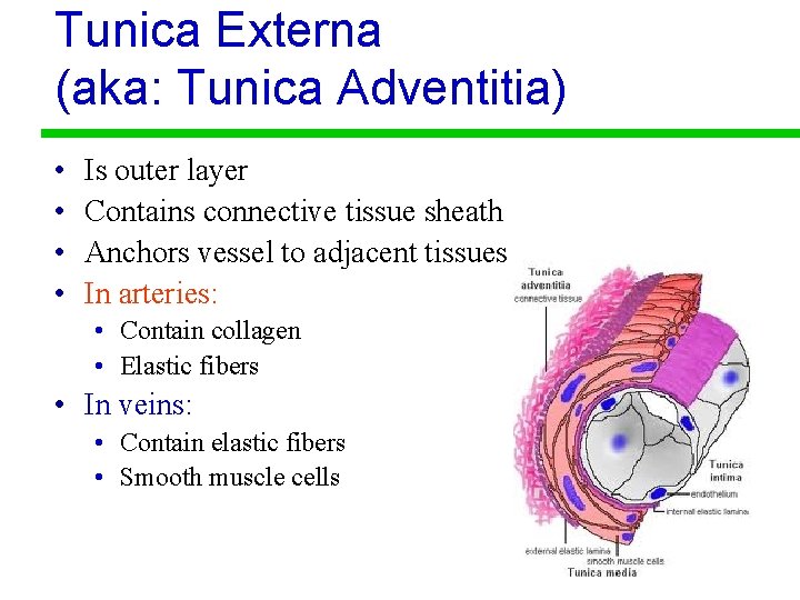 Tunica Externa (aka: Tunica Adventitia) • • Is outer layer Contains connective tissue sheath