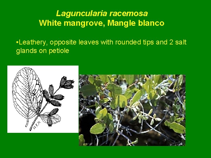 Laguncularia racemosa White mangrove, Mangle blanco • Leathery, opposite leaves with rounded tips and