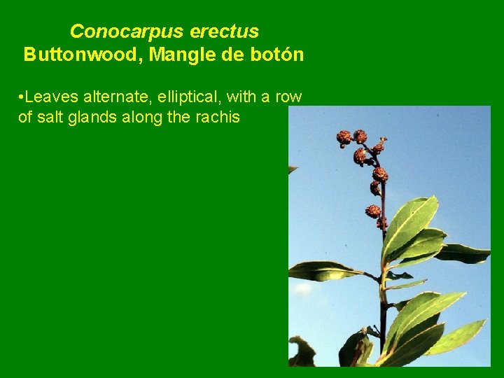 Conocarpus erectus Buttonwood, Mangle de botón • Leaves alternate, elliptical, with a row of