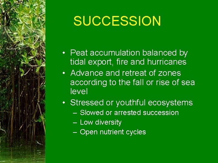 SUCCESSION • Peat accumulation balanced by tidal export, fire and hurricanes • Advance and