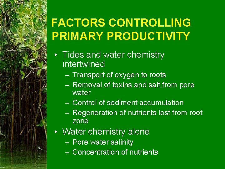 FACTORS CONTROLLING PRIMARY PRODUCTIVITY • Tides and water chemistry intertwined – Transport of oxygen