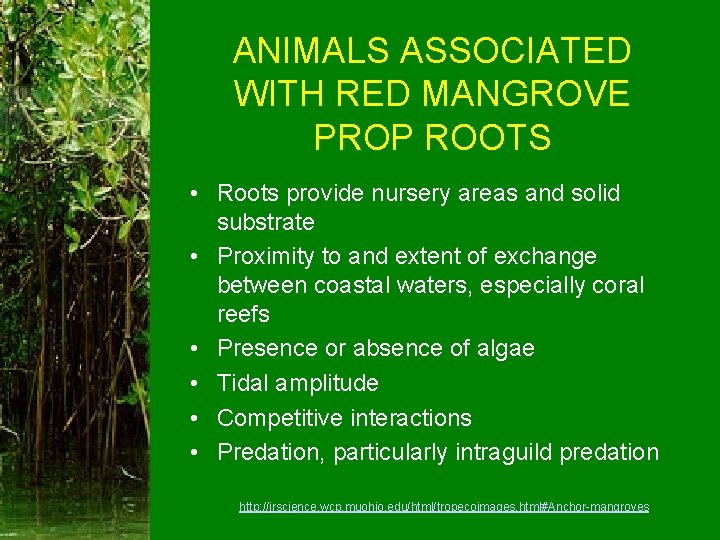 ANIMALS ASSOCIATED WITH RED MANGROVE PROP ROOTS • Roots provide nursery areas and solid