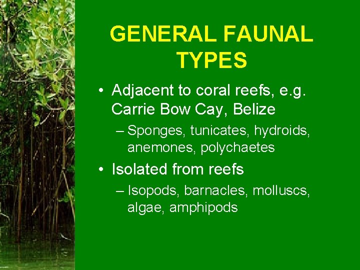 GENERAL FAUNAL TYPES • Adjacent to coral reefs, e. g. Carrie Bow Cay, Belize