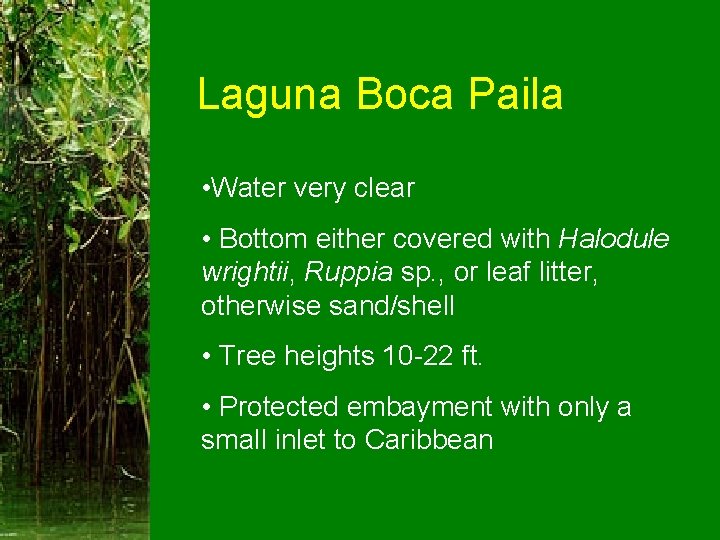Laguna Boca Paila • Water very clear • Bottom either covered with Halodule wrightii,