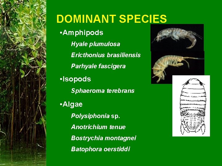 DOMINANT SPECIES • Amphipods Hyale plumulosa Ericthonius brasiliensis Parhyale fascigera • Isopods Sphaeroma terebrans