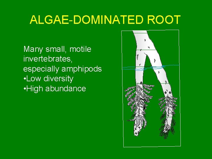 ALGAE-DOMINATED ROOT Many small, motile invertebrates, especially amphipods • Low diversity • High abundance