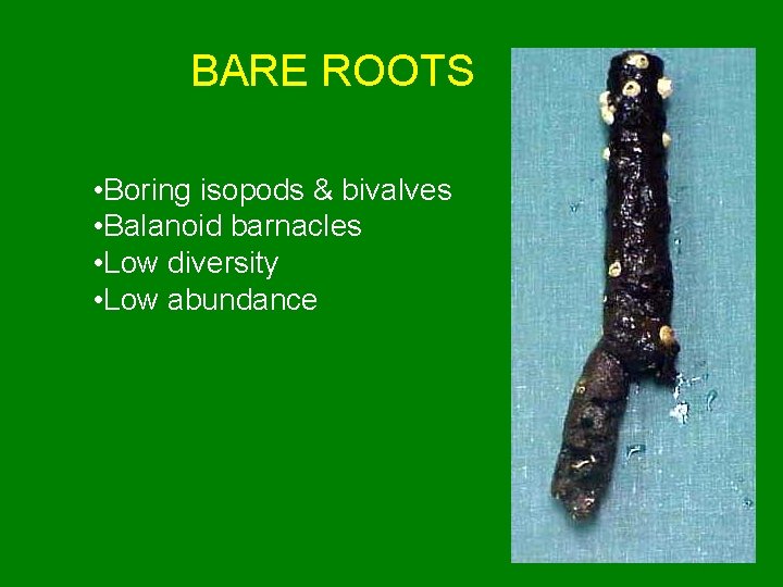 BARE ROOTS • Boring isopods & bivalves • Balanoid barnacles • Low diversity •