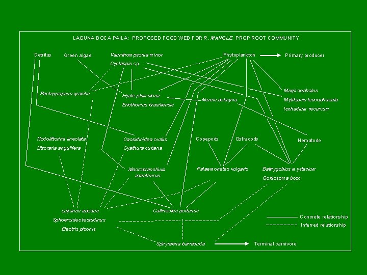 LAGUNA BOCA PAILA: PROPOSED FOOD WEB FOR R. MANGLE PROP ROOT COMMUNITY Detritus Green