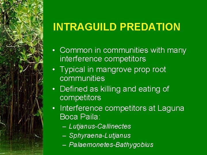 INTRAGUILD PREDATION • Common in communities with many interference competitors • Typical in mangrove