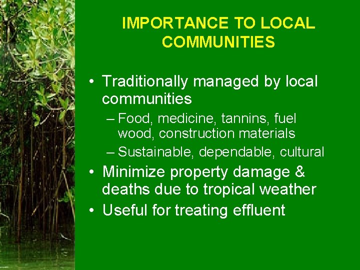 IMPORTANCE TO LOCAL COMMUNITIES • Traditionally managed by local communities – Food, medicine, tannins,