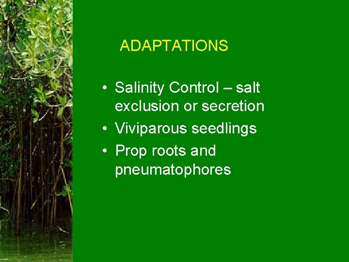 ADAPTATIONS • Salinity Control – salt exclusion or secretion • Viviparous seedlings • Prop