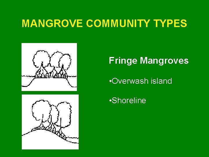 MANGROVE COMMUNITY TYPES Fringe Mangroves • Overwash island • Shoreline 