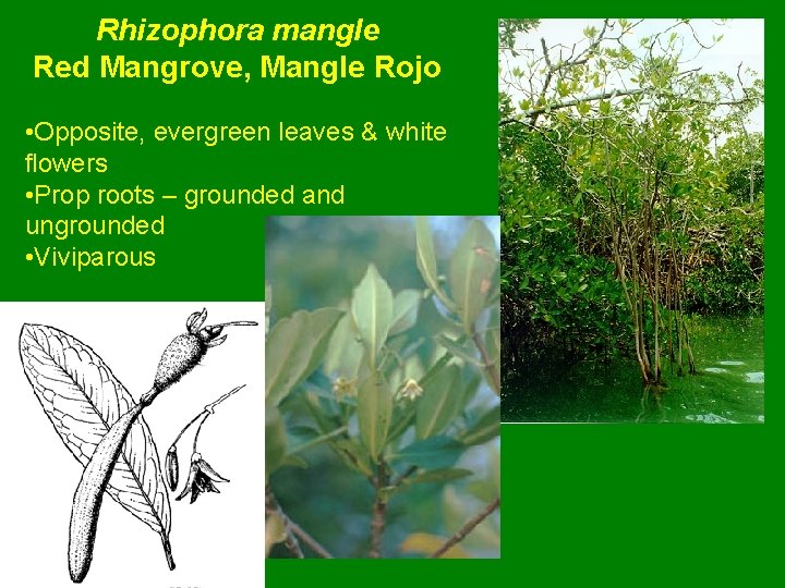 Rhizophora mangle Red Mangrove, Mangle Rojo • Opposite, evergreen leaves & white flowers •