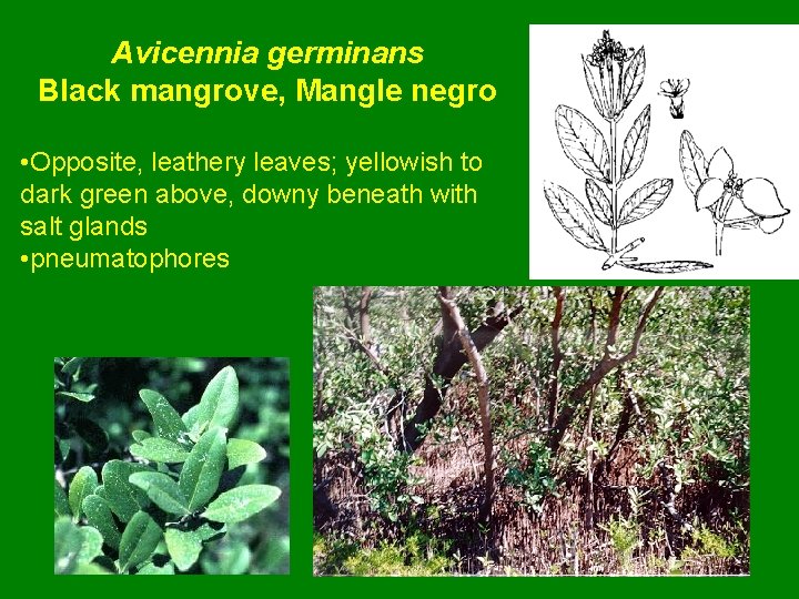 Avicennia germinans Black mangrove, Mangle negro • Opposite, leathery leaves; yellowish to dark green