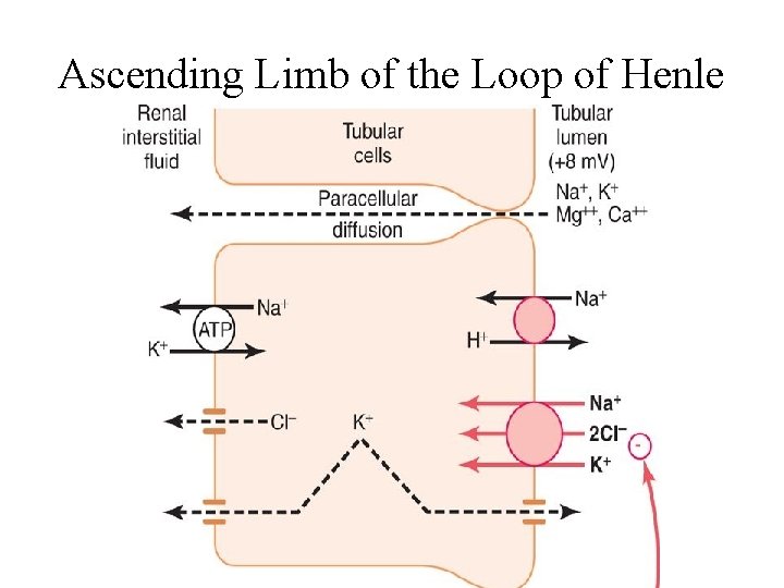 Ascending Limb of the Loop of Henle 