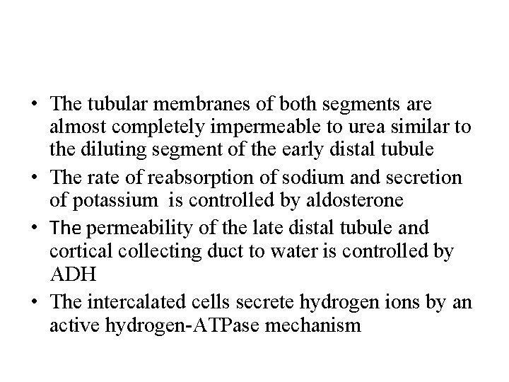  • The tubular membranes of both segments are almost completely impermeable to urea
