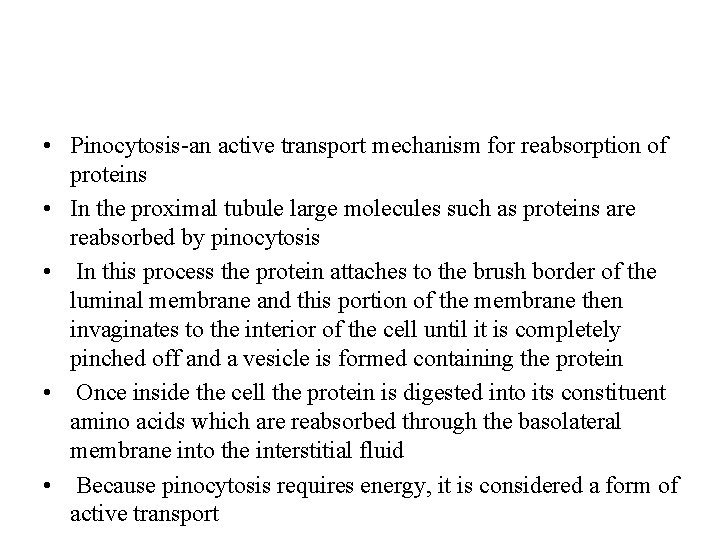  • Pinocytosis-an active transport mechanism for reabsorption of proteins • In the proximal