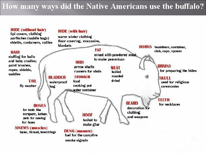 How many ways did the Native Americans use the buffalo? 