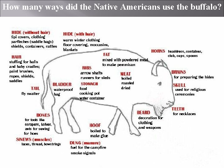 How many ways did the Native Americans use the buffalo? How many ways did the Native Americans use the buffalo?