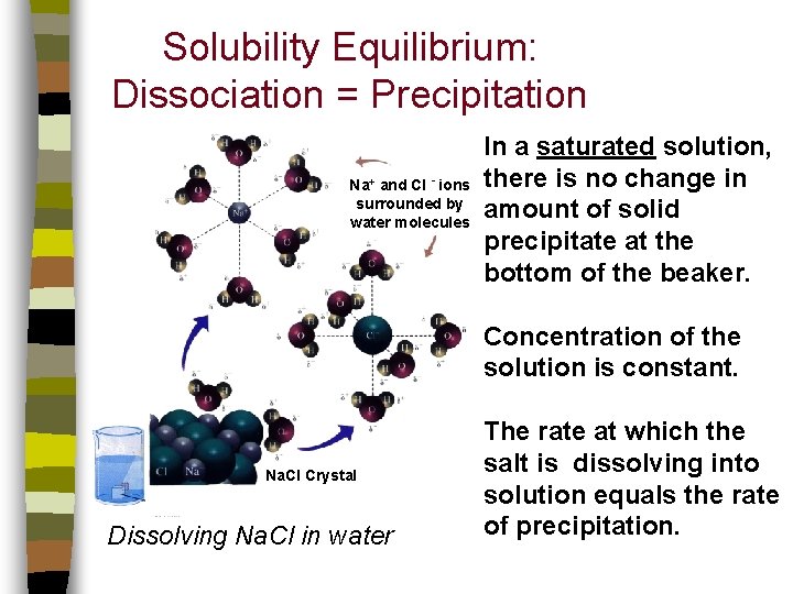 Solubility Equilibrium: Dissociation = Precipitation Na+ and Cl - ions surrounded by water molecules