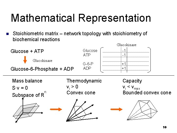 Mathematical Representation n Stoichiometric matrix – network topology with stoichiometry of biochemical reactions Glucokinase