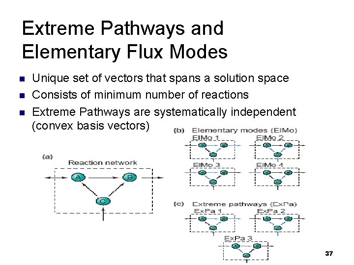 Extreme Pathways and Elementary Flux Modes n n n Unique set of vectors that