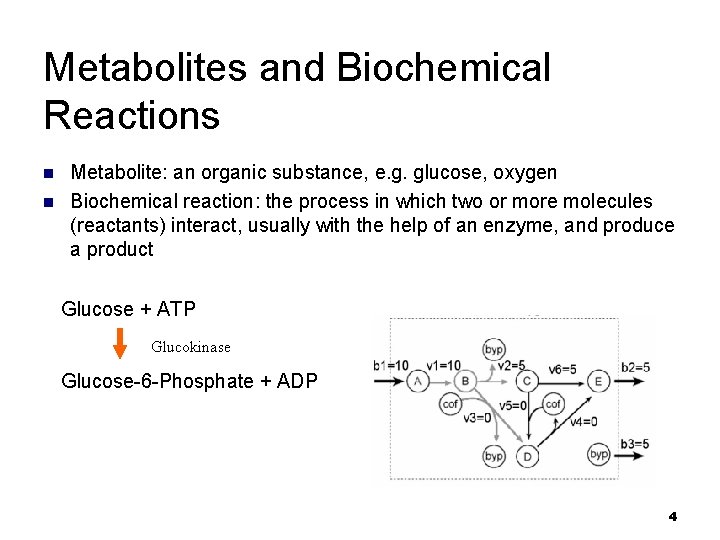 Metabolites and Biochemical Reactions n n Metabolite: an organic substance, e. g. glucose, oxygen