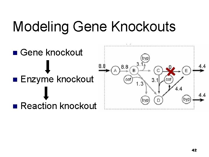 Modeling Gene Knockouts n Gene knockout n Enzyme knockout n Reaction knockout 42 