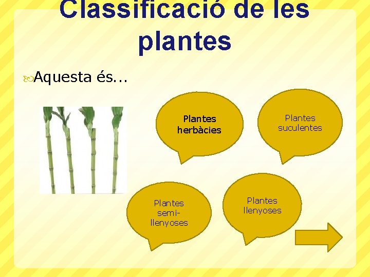 Classificació de les plantes Aquesta és. . . Plantes herbàcies Plantes semillenyoses Plantes suculentes