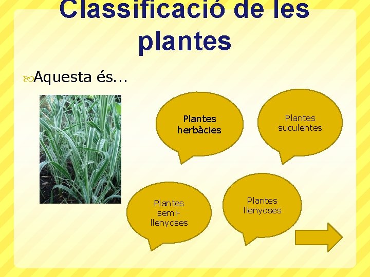 Classificació de les plantes Aquesta és. . . Plantes herbàcies Plantes semillenyoses Plantes suculentes