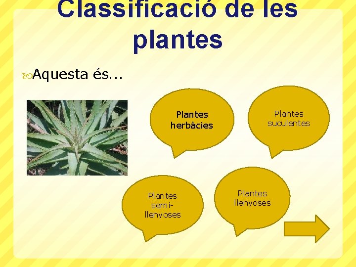 Classificació de les plantes Aquesta és. . . Plantes herbàcies Plantes semillenyoses Plantes suculentes