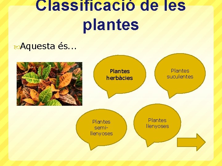 Classificació de les plantes Aquesta és. . . Plantes herbàcies Plantes semillenyoses Plantes suculentes