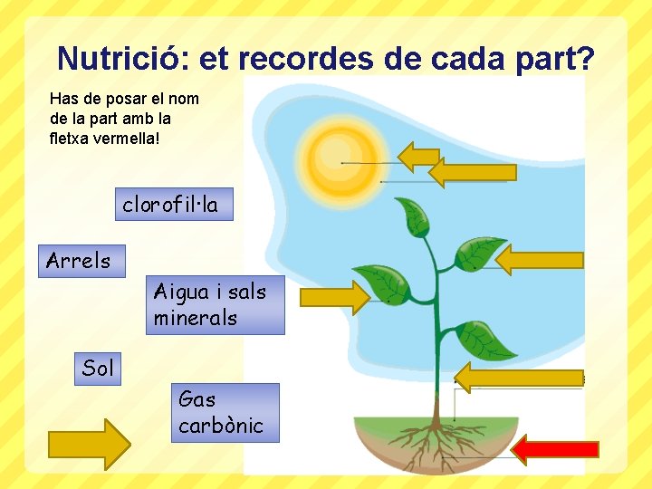 Nutrició: et recordes de cada part? Has de posar el nom de la part