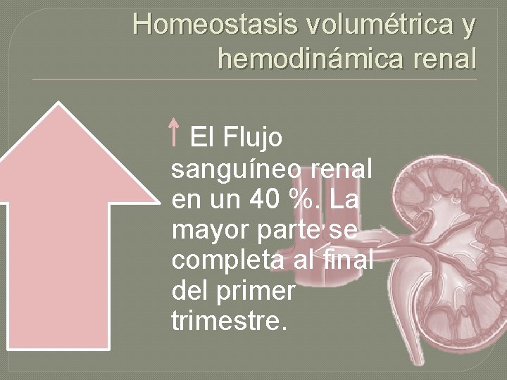 Homeostasis volumétrica y hemodinámica renal El Flujo sanguíneo renal en un 40 %. La