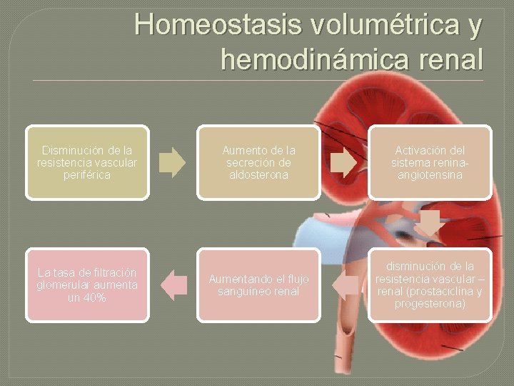 Homeostasis volumétrica y hemodinámica renal Disminución de la resistencia vascular periférica La tasa de