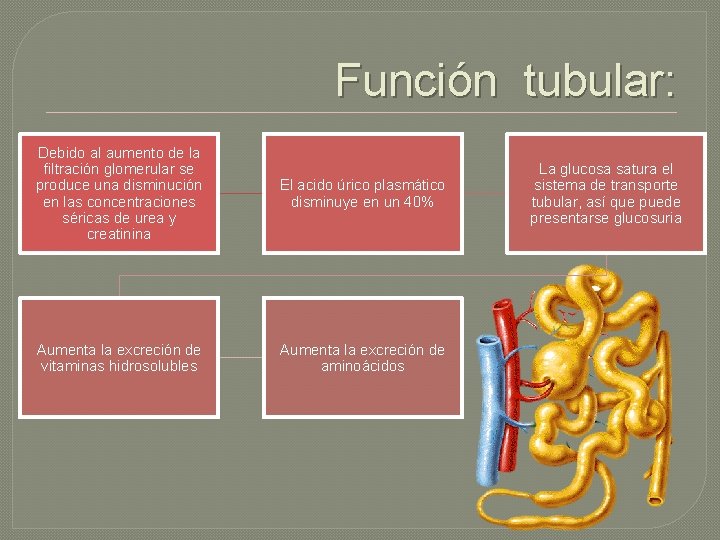 Función tubular: Debido al aumento de la filtración glomerular se produce una disminución en