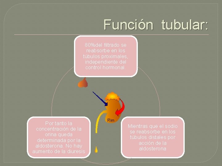 Función tubular: 80%del filtrado se reabsorbe en los túbulos proximales, independiente del control hormonal.