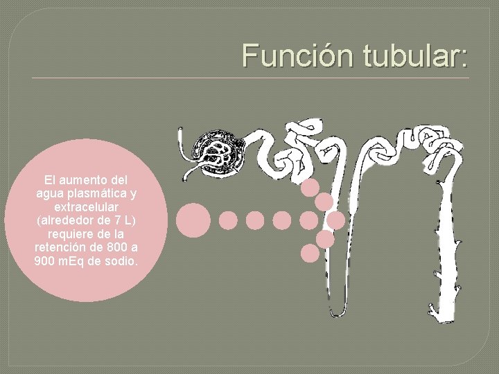 Función tubular: El aumento del agua plasmática y extracelular (alrededor de 7 L) requiere