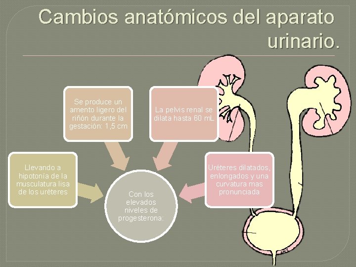 Cambios anatómicos del aparato urinario. Se produce un amento ligero del riñón durante la