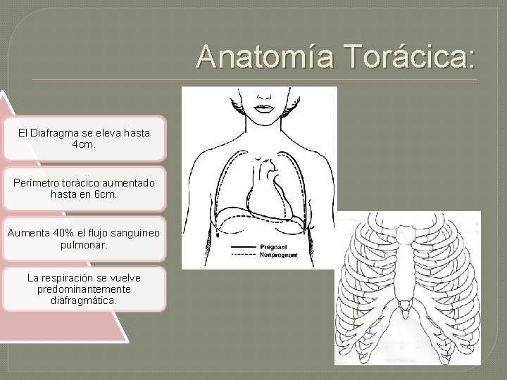 Anatomía Torácica: El Diafragma se eleva hasta 4 cm. Perímetro torácico aumentado hasta en