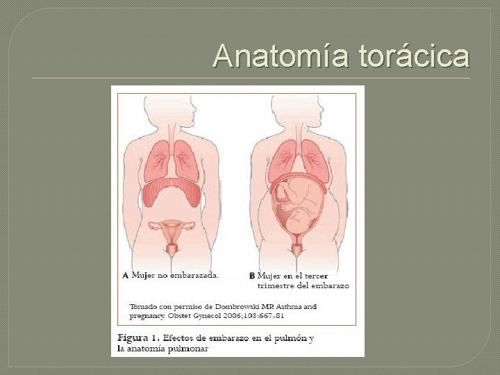 Anatomía torácica 