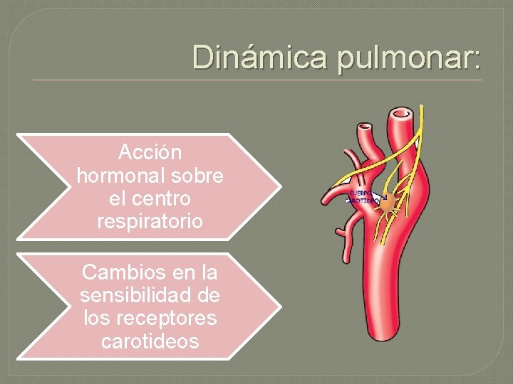 Dinámica pulmonar: Acción hormonal sobre el centro respiratorio Cambios en la sensibilidad de los