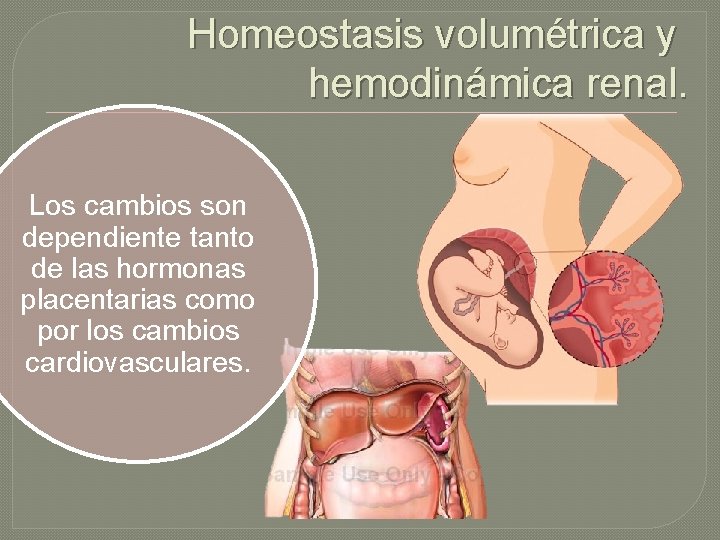 Homeostasis volumétrica y hemodinámica renal. Los cambios son dependiente tanto de las hormonas placentarias