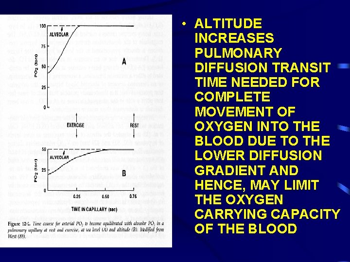  • ALTITUDE INCREASES PULMONARY DIFFUSION TRANSIT TIME NEEDED FOR COMPLETE MOVEMENT OF OXYGEN