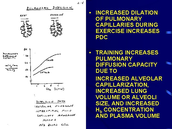  • INCREASED DILATION OF PULMONARY CAPILLARIES DURING EXERCISE INCREASES PDC • TRAINING INCREASES