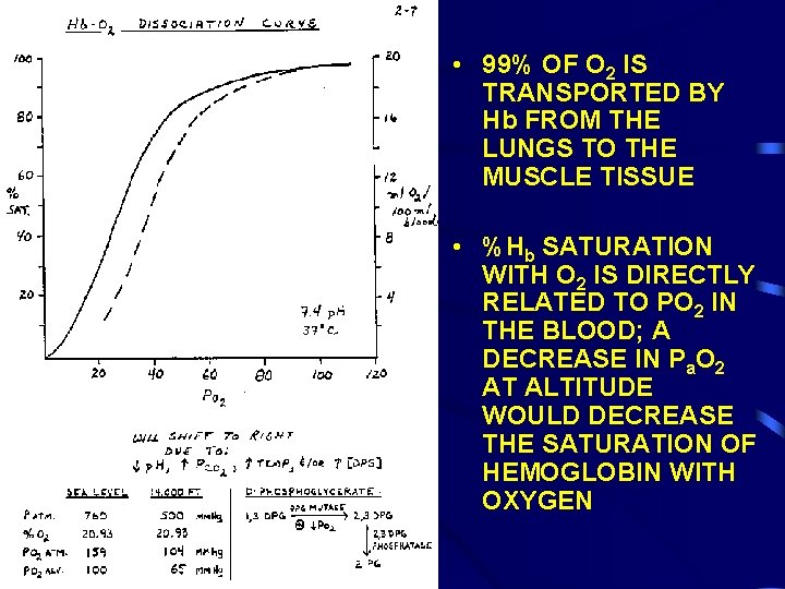  • 99% OF O 2 IS TRANSPORTED BY Hb FROM THE LUNGS TO