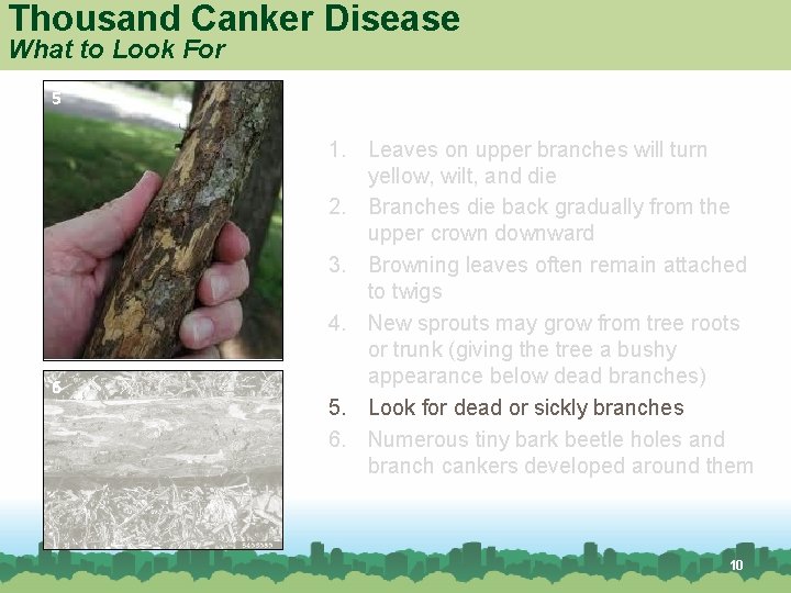 Thousand Canker Disease What to Look For 5 6 1. Leaves on upper branches