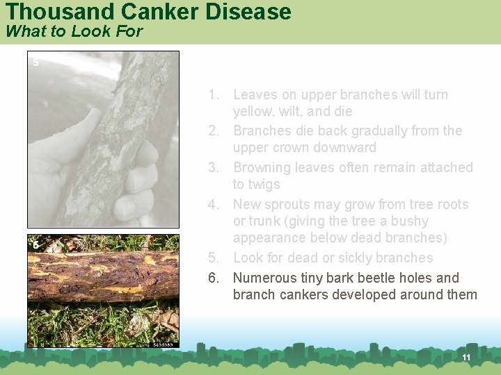 Thousand Canker Disease What to Look For 5 6 1. Leaves on upper branches